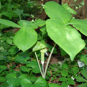 Arisaema triphyllum